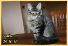 **Maine Coon Kobolde m.Papieren suchen genau Dich**