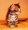 Exzellente Bengal  Kitten von der seriösen Zucht  mit Stammbaum ,aus der Nähe vo