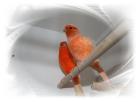  Kanarienvögel direkt vom Züchter gute Sänger