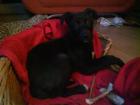 Bodercolli Schäferhundmix Welpen Mädchen sucht liebevolles neues Zuhause, ab sof
