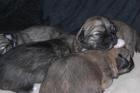 Tibet-Spaniel Welpen aus Hobbyzucht!