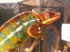 Pantherchamäleon Furcifer pardalis ambilobe, männlich