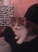 Süße Main Coon Kitten preiswert abzugeben....