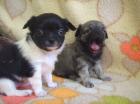 Reinrassige Langhaar Chihuahua Welpen abzugeben.