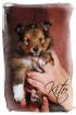 1 Sheltiewelpe    Papiere VDH / CfbrH  