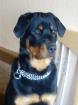 Lieber Rottweiler Rüde 1 Jahr (kastriert) umstandshalber in gute Hände abzugeben