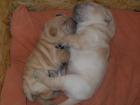 Shar Pei Welpen 