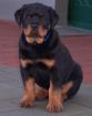 Reinrassig Rottweilerwelpen mit Ahnentafel
