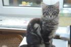 Maine Coon Kater Otto mit Papieren sucht...