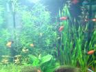 Platys zu verschenken