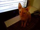 Sphynx Kater Canadian Sphynx Kitten