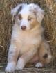 Australian Shepherds Welpen 