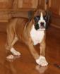 Reinrassieger Boxer Welpe Abzugeben