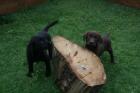 Wunderschöne Labrador Welpen abzugeben!!!