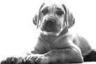 Cane Corso - Deutsche Doggenmix , 6 Monate