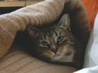 Meine liebe Katze abzugeben