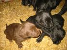 6 Labradorwelpen ab 23/24 Dezember2021 abzugeben