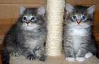 Reinrassige Sibirische Katzenbabys
