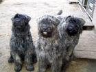 Bouvier des Flandres Rüden aus dem Zwinger   vom kleinen Gremlin  