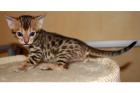 Bengalkitten OF-DRESSYCATS Bengalen Exclusive Stubenleos