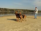 Bloodhound