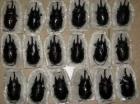Megasona Sleeperi,Megasoma Acteon,Goliathus