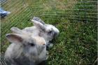 Benji sucht dringend ein tolles zu Hause   