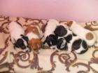 Jack Russel Welpen!!