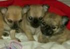 Drei kleine Chihuahua Mix Babys ( Welpen)