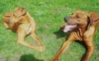 Rhodesian Ridgeback Welpen