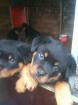 Rottweilerwelpen (voraussichtlich letzte Jumbo Kinder) abzugeben