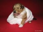 COLLIE langhar Welpen MDR1 / 