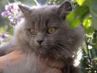 Zauberhafter blauer Briten Bub sucht  Zuhause