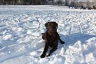 Meine choco Labradorin sucht ein männliches Gegenstück zum decken.