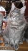 Reinrassiges Maine Coon Kitten Avery
