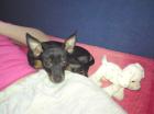Minizwergpinscher