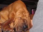 Bloodhounds of Samaria  //  Bekannt aus dem TV !!!