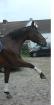 Feinfühliger Dressurwallach sucht Reitbeteiligung
