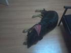 Labrador-Rottweiler Mischling zu verschenken