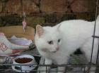 Weiße Kuschel-Katze sucht zu Hause