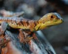 Stirnlappenbasilisken - Basiliscus plumifrons NZ2021