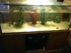 Aquarium 120x40x50 (240l) + Unterschrank + 2 AXOLOTL
