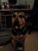 Lieben und sehr chaotischen Schäferhund-Rotweiler Mix abzugeben