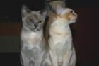 2 süße Burma Burmesen Kitten weibl. Farben: creme u. lilac-tortie sofort abgabeb
