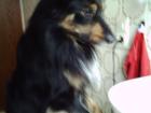 Sammy, 3 Jahr alt, leider aus prviaten Gründen abzugeben