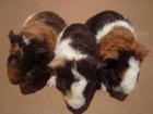 US-Teddys,CH-Teddys und Crested zu vermitteln!