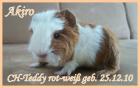 Teddys und Cresteds zu vermitteln  