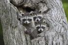 Waschbär babys