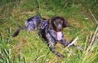 Sie suchen den besonderen Hund?
