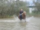 Sport Araber-Haflinger Wallach 4,5j. flottes pferd 